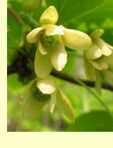 Лимонник китайский (Schisandra chinensis) Лимонник китайский (Schisandra chinensis)